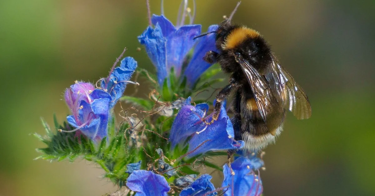 Gros plan saisissant d'un bourdon pollinisant des fleurs sauvages bleues dans la nature.